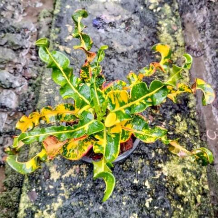 Кротон MANGKORN THONG