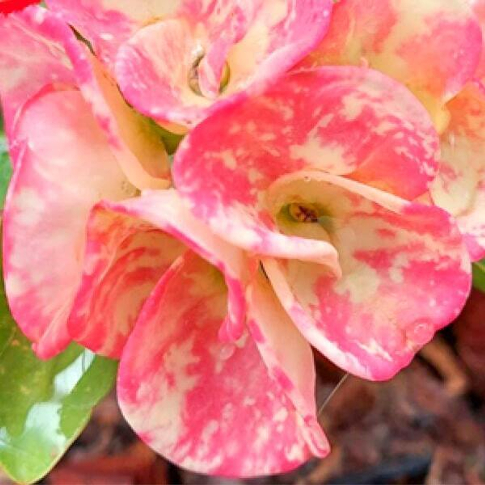 Эуфорбия Миля TAWEECHAI