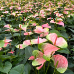 Антуриум Андре PINK GREEN