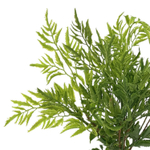 Папоротник птерис 43 см