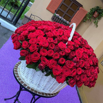 301 красная роза