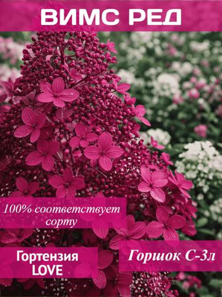Вимс Ред гортензия метельчатая