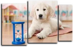 Модульная картина "Золотистый ретривер"