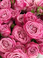 Пионовидная кустовая роза сорт ЛЕДИ БОМБАСТИК