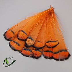 Шейные перья алмазного фазана Amherst Pheasant Tippets (10 шт)