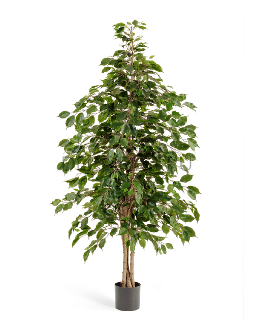 Фикус Бенджамина натуральный 180 см 2/2 10.32206N