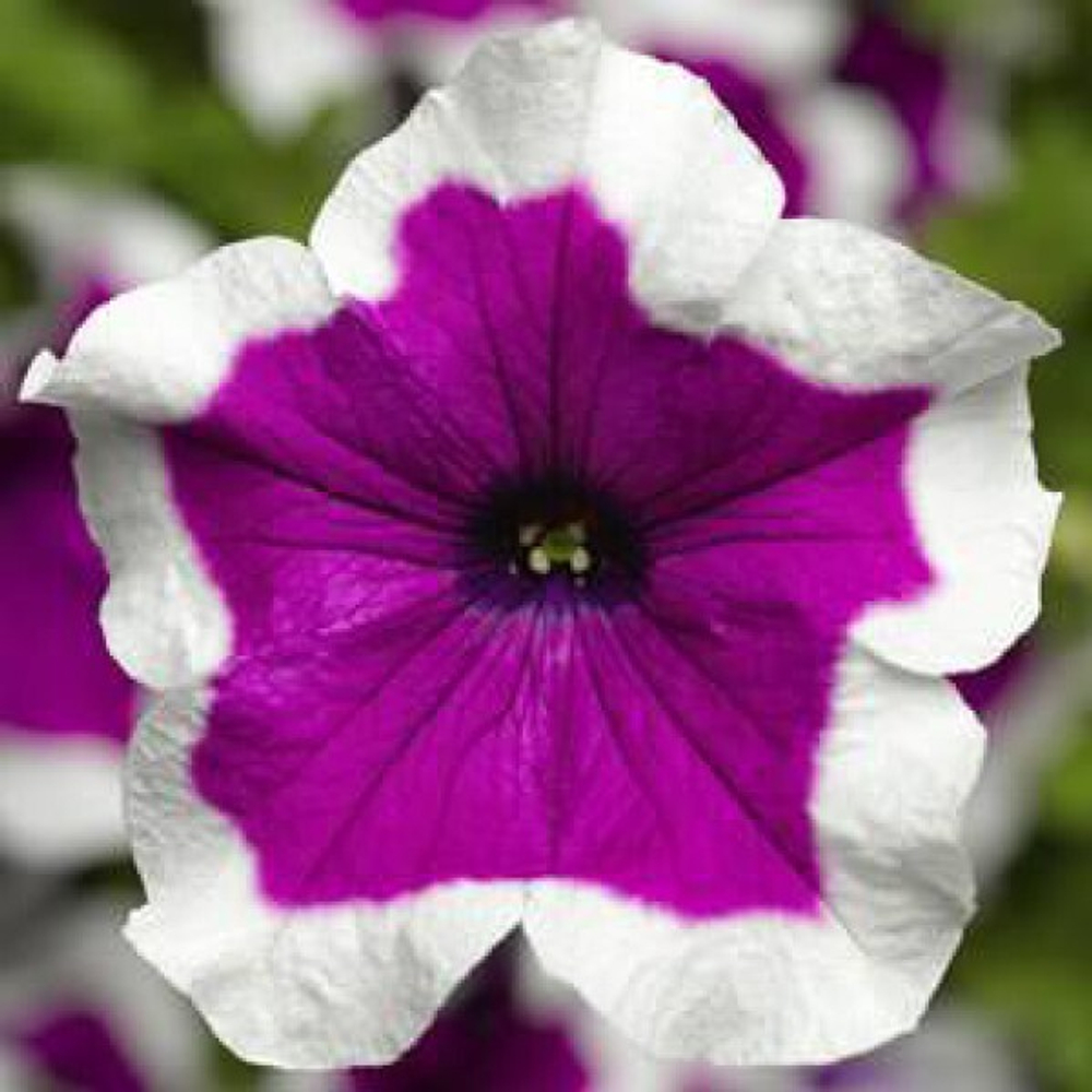 ЕВРО Петуния SANGUNA Purple Picotee Imp укорененный черенок ОКС февраль 26 Kohen