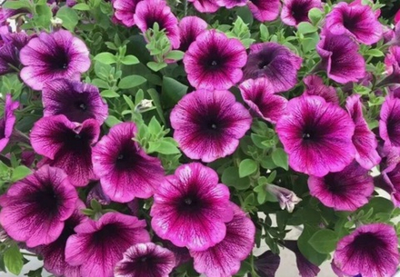 ЕВРО Петуния Tea Purple Vein укорененный черенок ОКС