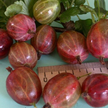 Крыжовник Русский