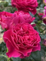 Роза английская Кейт