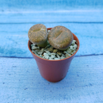 Lithops sp. (Литопсы)