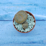 Lithops sp. (Литопсы)