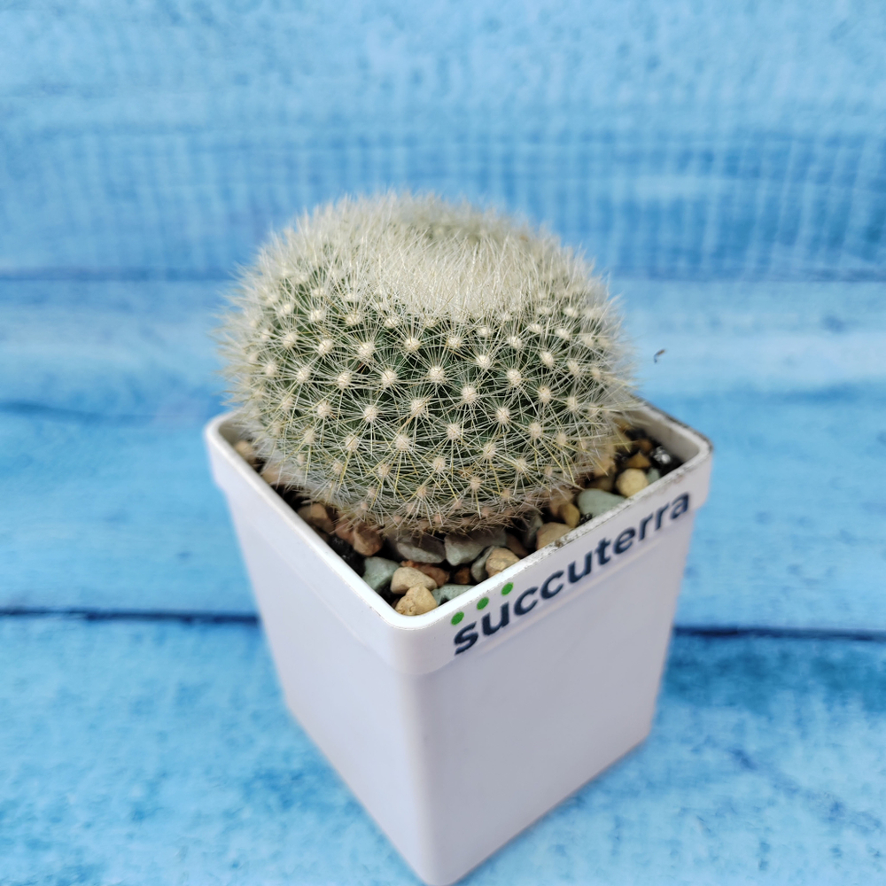 Notocactus Haselbergii (Нотокактус)