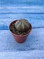 Euphorbia Obesa (Эуфорбия)
