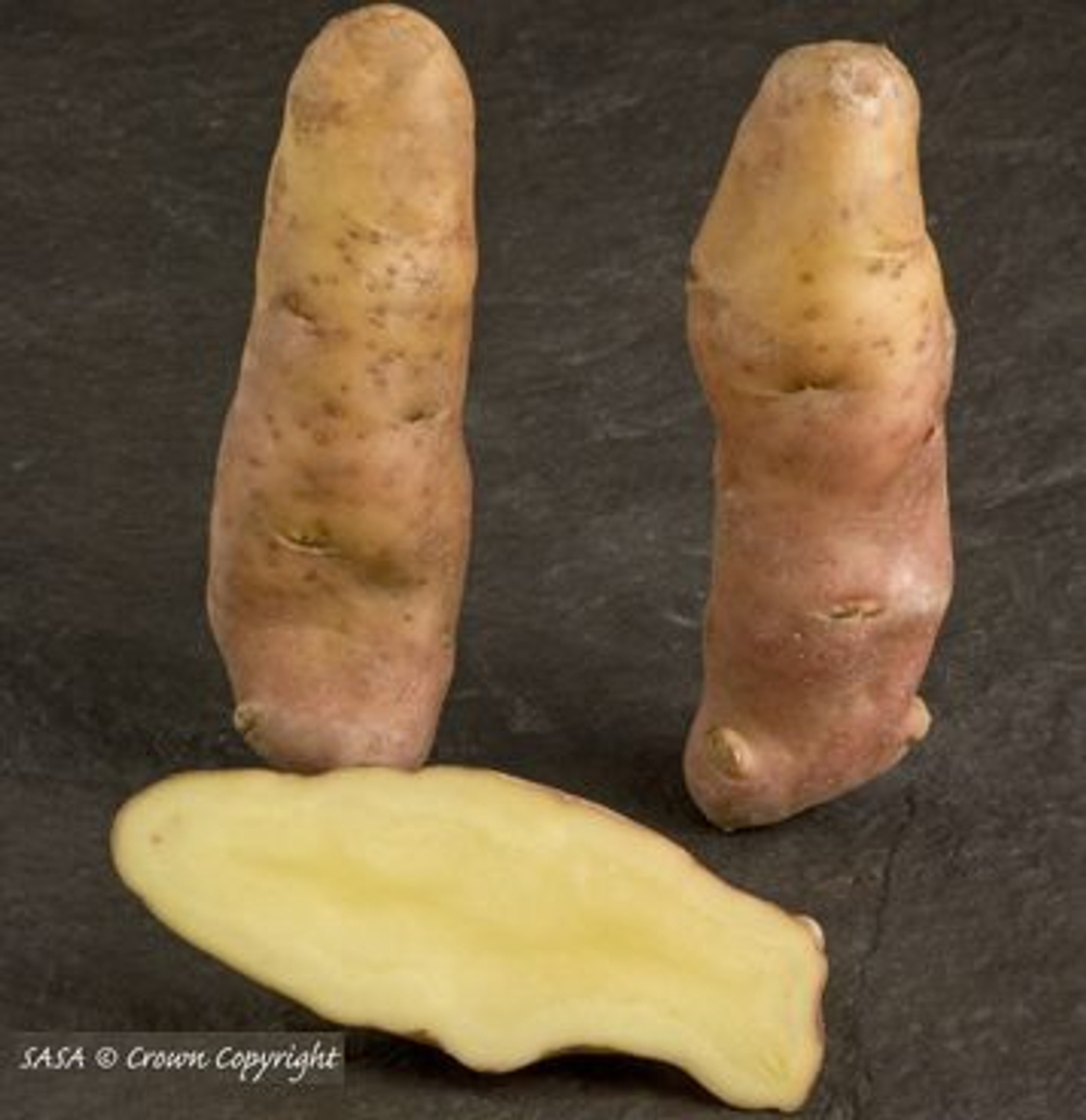 Дикий картофель Розовое Еловое Яблоко (Pink Fir Apple Potatoes), 10 клубней