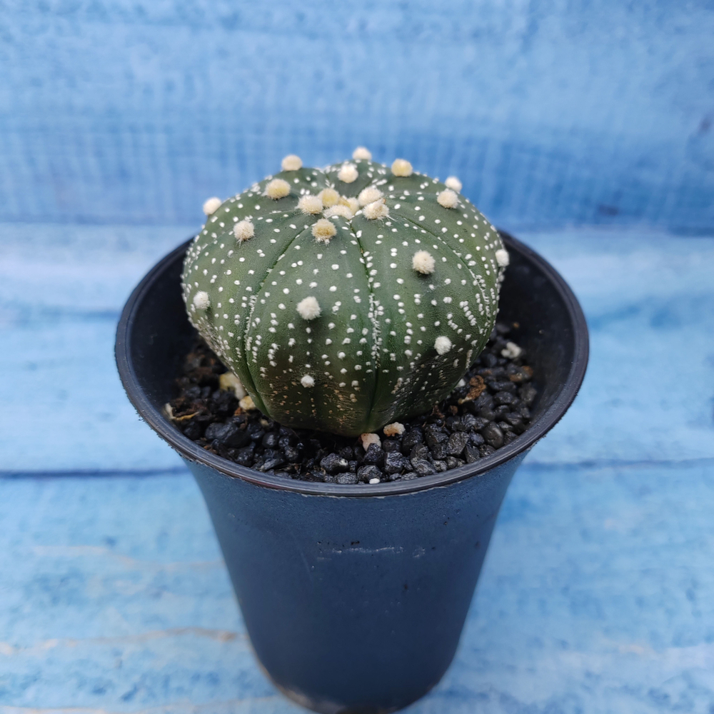 Astrophytum Asterias (Астрофитум)