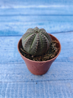 Euphorbia Obesa (Эуфорбия)