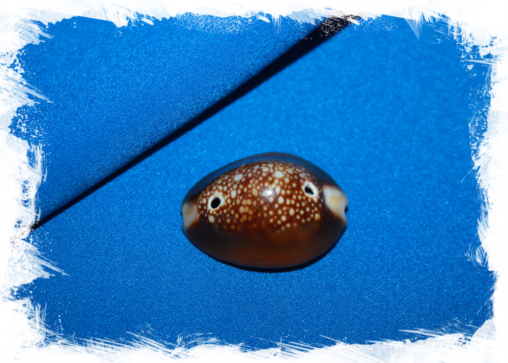 Ципрея капутсерпентис с двумя дырочками