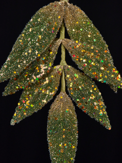 Елочная игрушка Лист папоротника 15х20см ChristmasDeLuxe зеленый с золотом