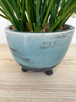 Гиацинты в кашпо, в-34 см