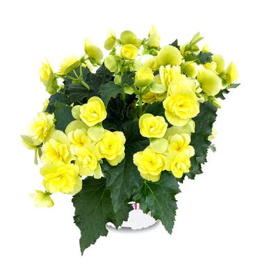 1280 Бегония BK COLLECTION BEEL 4681 (Весна 2026)