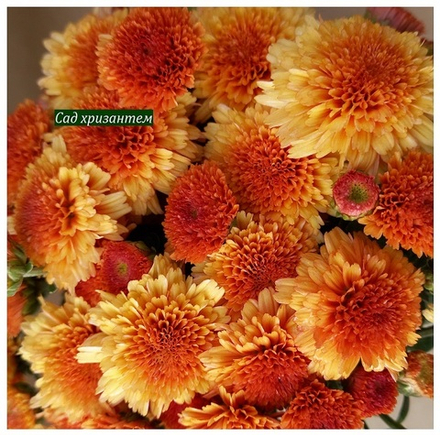 Хризантема мультифлора Malfara orange ☘ м.26 🌿 (отгрузка Сентябрь)