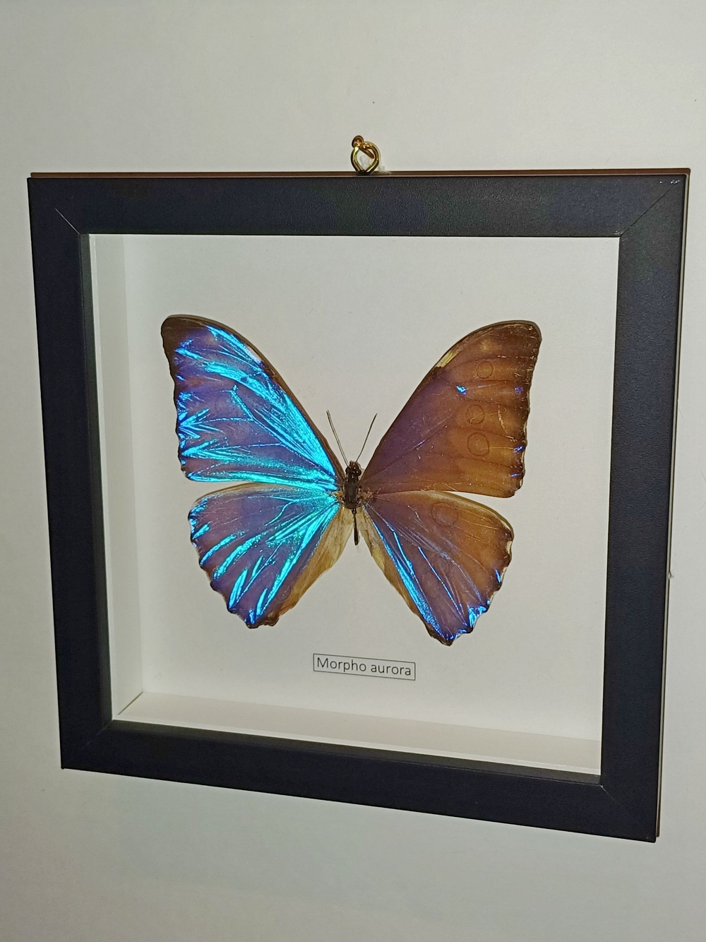 Бабочка Morpho aurora в рамке