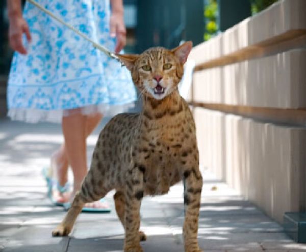 Ашера Ашера