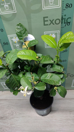 Cedro Maxima