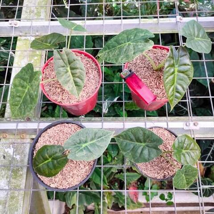 Алоказия GOLDENBONE VAR