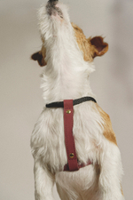 Шлейка "Пони-Макарони" Винная