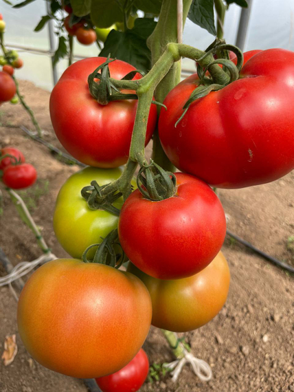 Аттия F1 семена томата индетерминантного Rijk Zwaan-Райк Цваан описание – фото 4