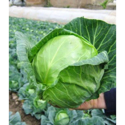 Капуста б/к Янисоль F1 (100шт) Витагрин Профи
