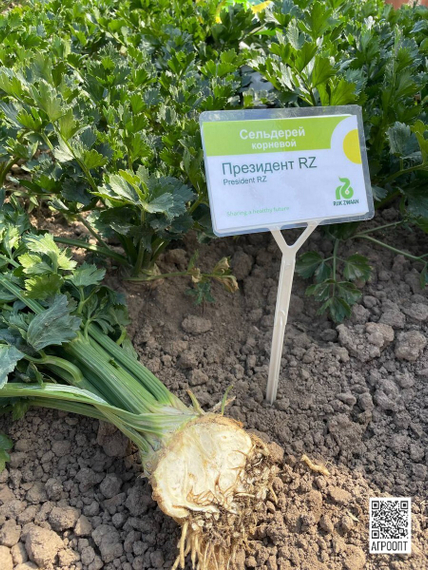 Президент РЗ семена сельдерея (Rijk Zwaan / Райк Цваан) в поле – фото 3