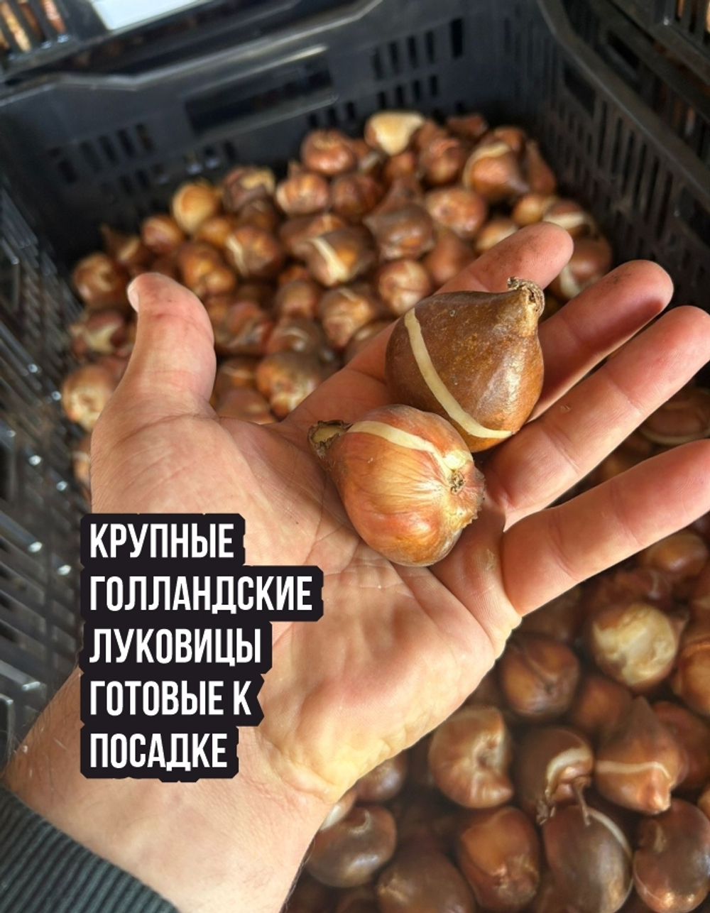 Тюльпан Луковица, Лех Валенса, 10 шт