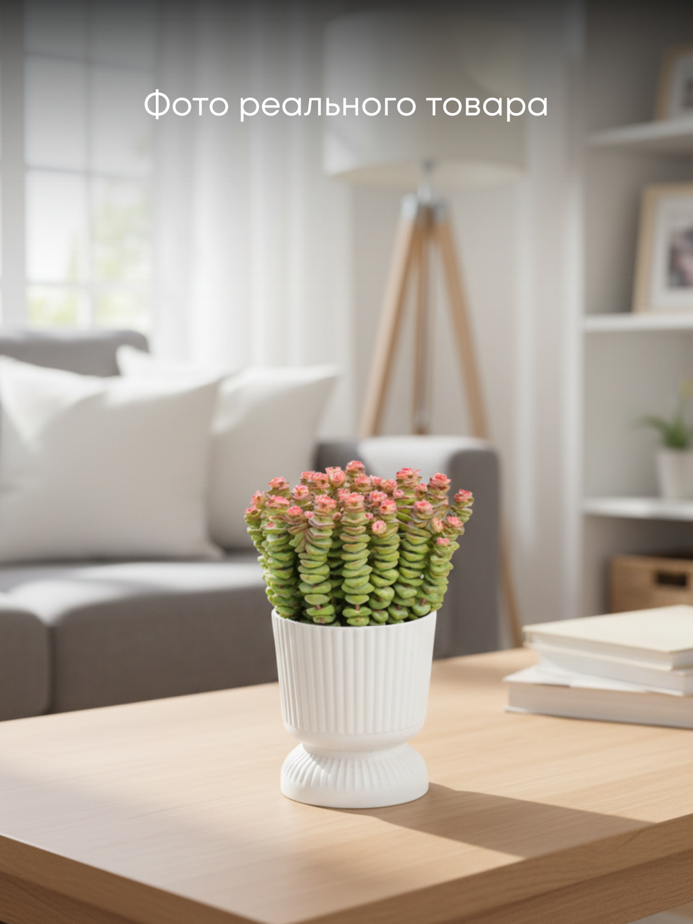 Крассула Марниериана микс д. 11