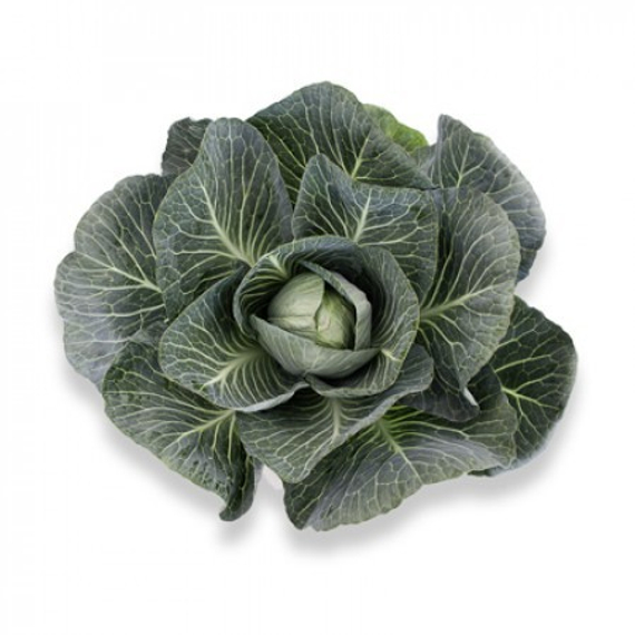 Марчелло F1 семена капусты белокочанной – фото 4