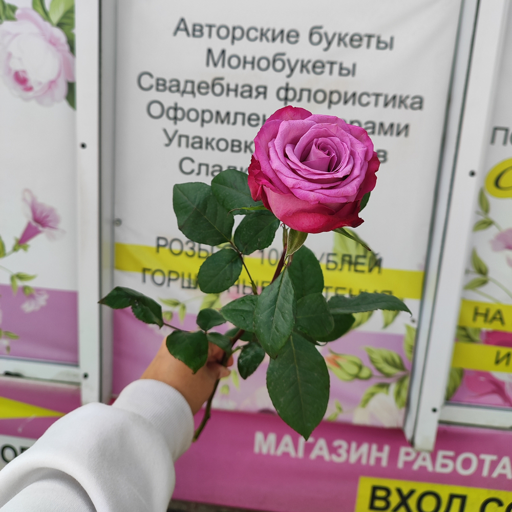 Роза Моди Блюз