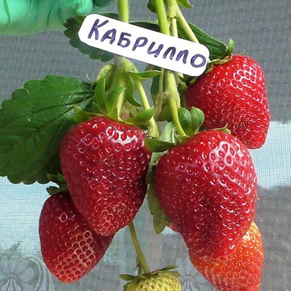 Клубника ремонтантная Кабрилло (ОКС)