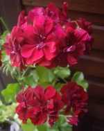 Пеларгония плющелистная PAC Tomgirl