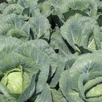 Ринда F1 семена капусты белокочанной (Seminis / Семинис)