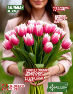 Тюльпан Луковица, Аутфит, 10шт