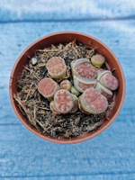 Lithops sp. (Литопсы)