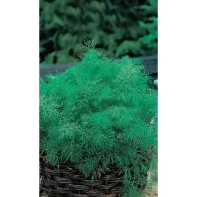 Семена Укроп Пушистый пучок - кустовой (УД) Е/П