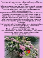 Гортензия Френч Болеро Пинк ампельнавя