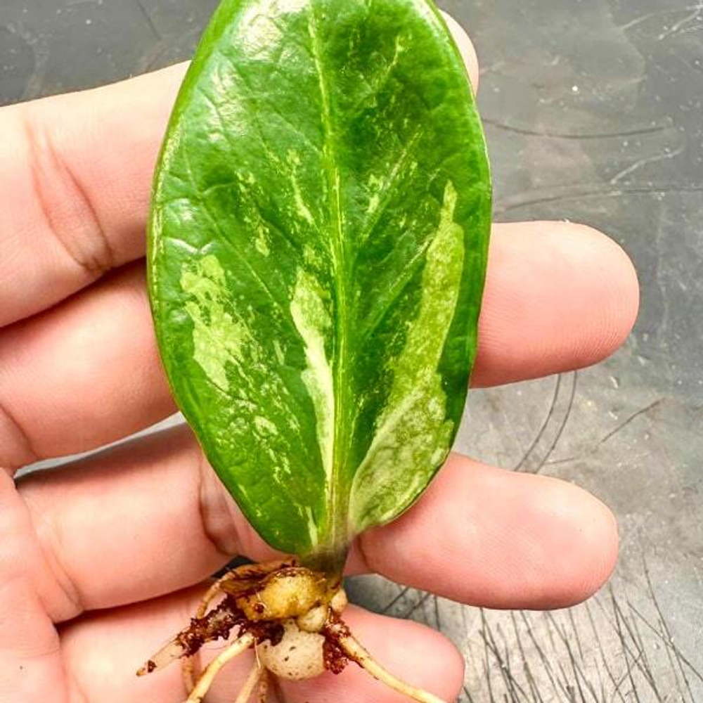 Замиокулькас DWARF VAR 1 leaf