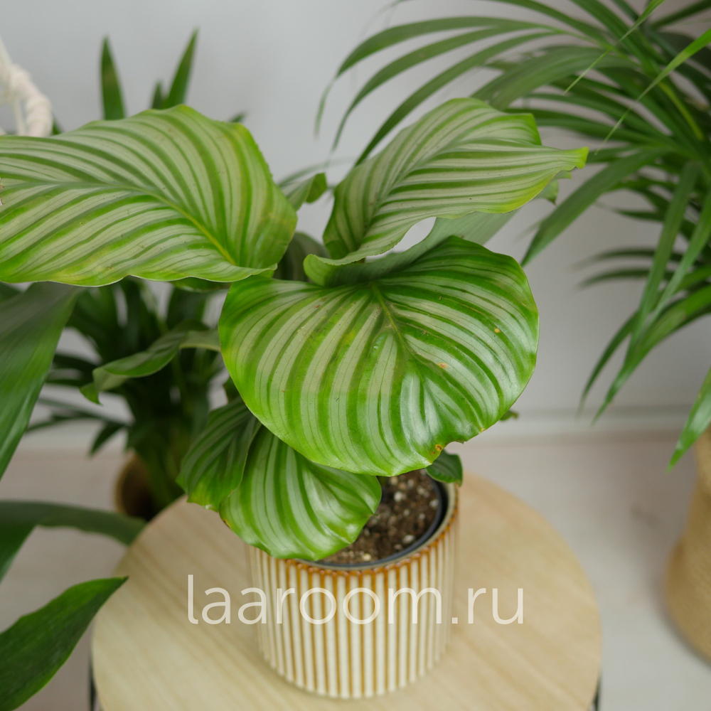 Калатея 12/40