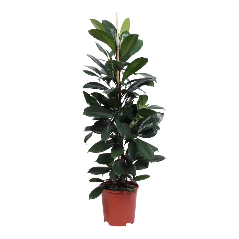 Фикус "Циатистипула" коса