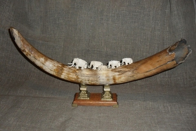 Бивень мамонта