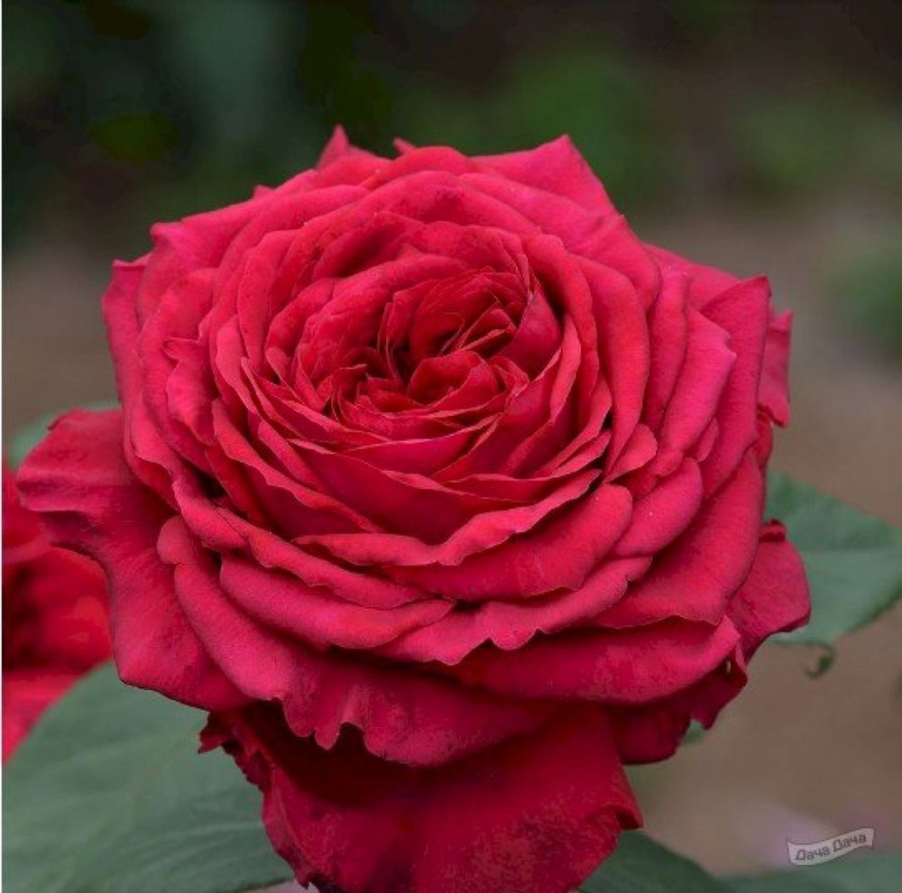 Роза чайно-гибридная Роза 4х ветров С4
